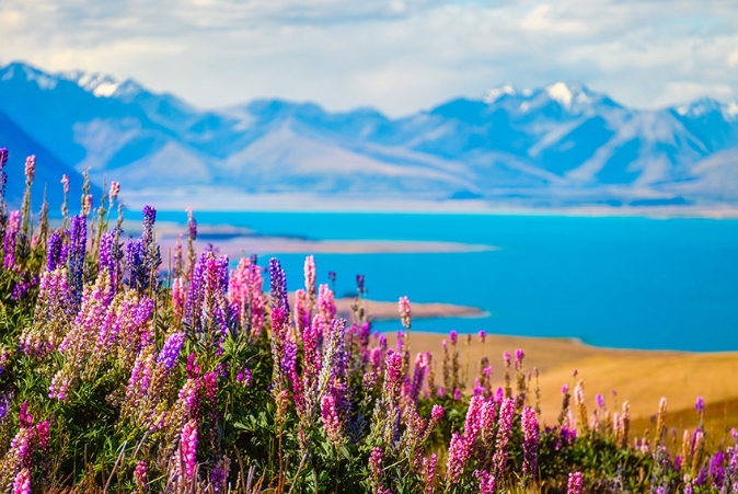 مزایای تحصیل در نیوزیلند